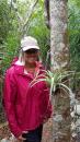 Bromeliads: Naturally growing bromeliads in the forest